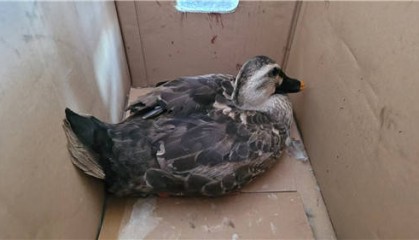 旅顺一大爷清点自家鸭群队伍 发现多了一只“陌生面孔”