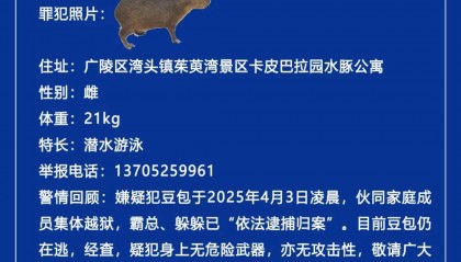 “嫌疑犯”一岁半！出逃长达40天，江苏动物园发布悬赏公告