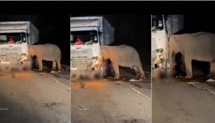 5岁小象凌晨被撞身亡,母象悲愤交加头抵卡车7小时守到天亮!