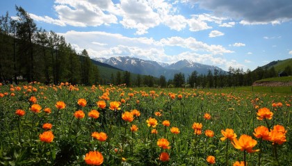 价值18万元！两人为食用，在新疆阿勒泰垂钓上百尾北极茴鱼 法院判了