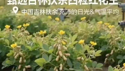“花生上树”闹剧：AI翻车背后，我们都在弄丢常识？
