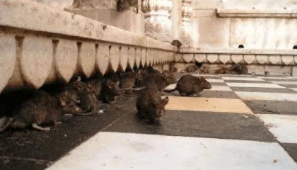 顶着“老鼠仓”与社区骂声，ZkSync上了币安