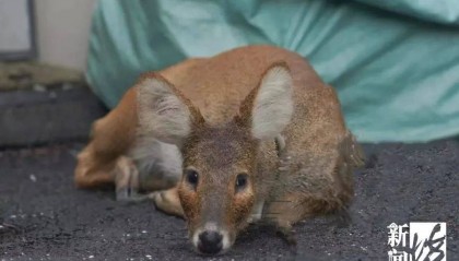 上海惊现越狱者！从浦东游20公里到崇明，身份查清让网友惊掉下巴
