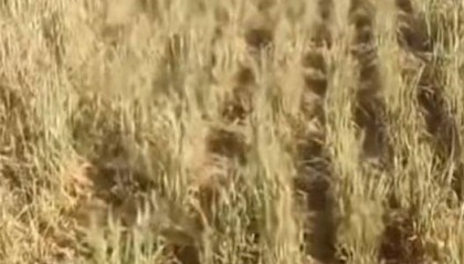 山西一地村民称村里浇地180元每小时，多方回应