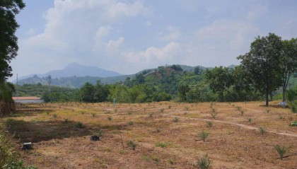100%存活率!“沙漠面包”椰枣在四川攀枝花仁和区“定居”了