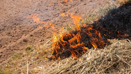 村民烧秸秆致5000只鹅苗被烧死，养殖户有苦难言