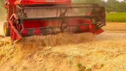 双向奔赴！河南男子安徽收麦遇老人用镰刀割麦，主动帮忙后被强行“投喂”饮料